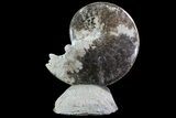 Polished Ammonite (Choffaticeras) Fossil on Stone Base - Morocco #67425-1